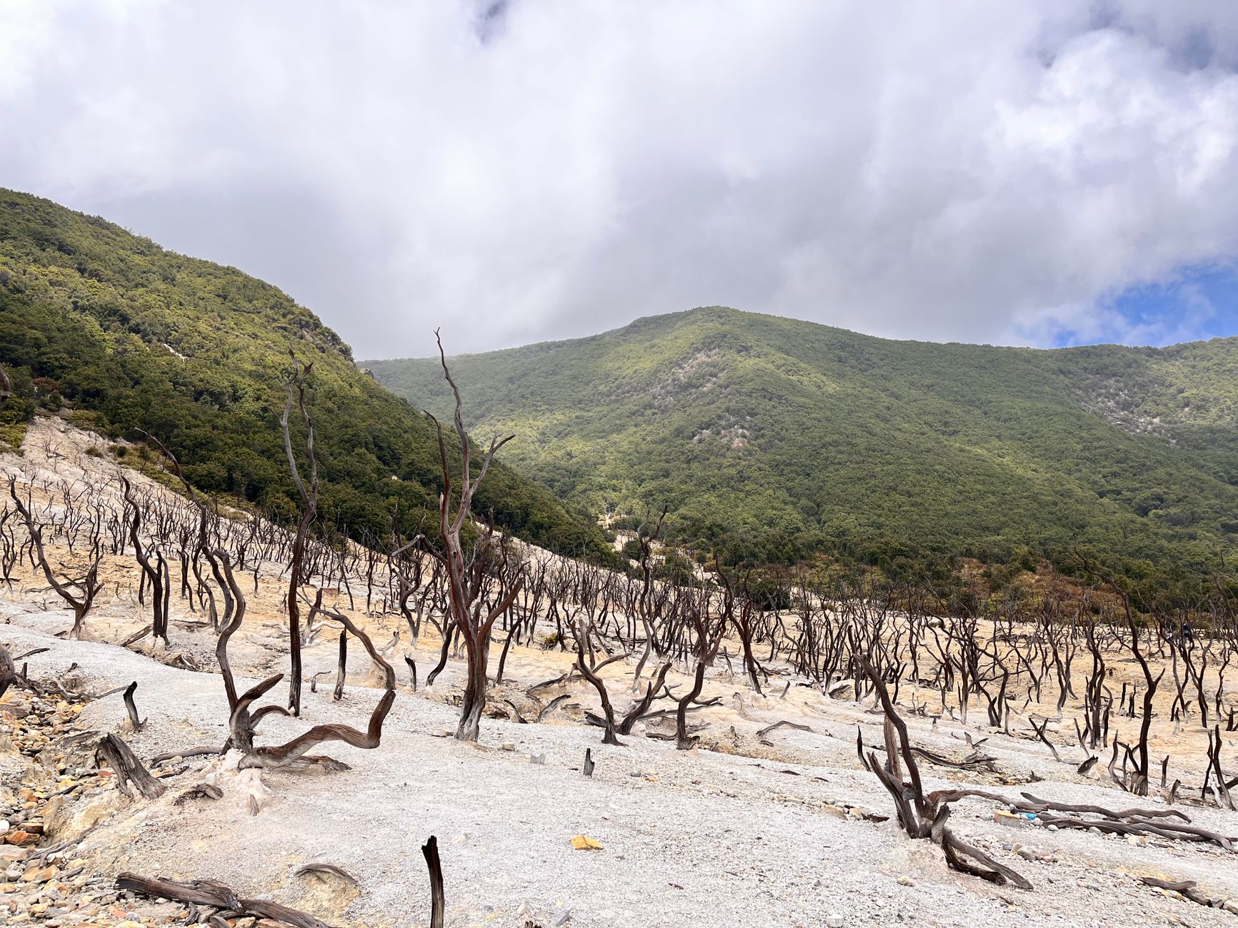 A barren landscape with dead trees contrasting lush green hills under a cloudy sky.