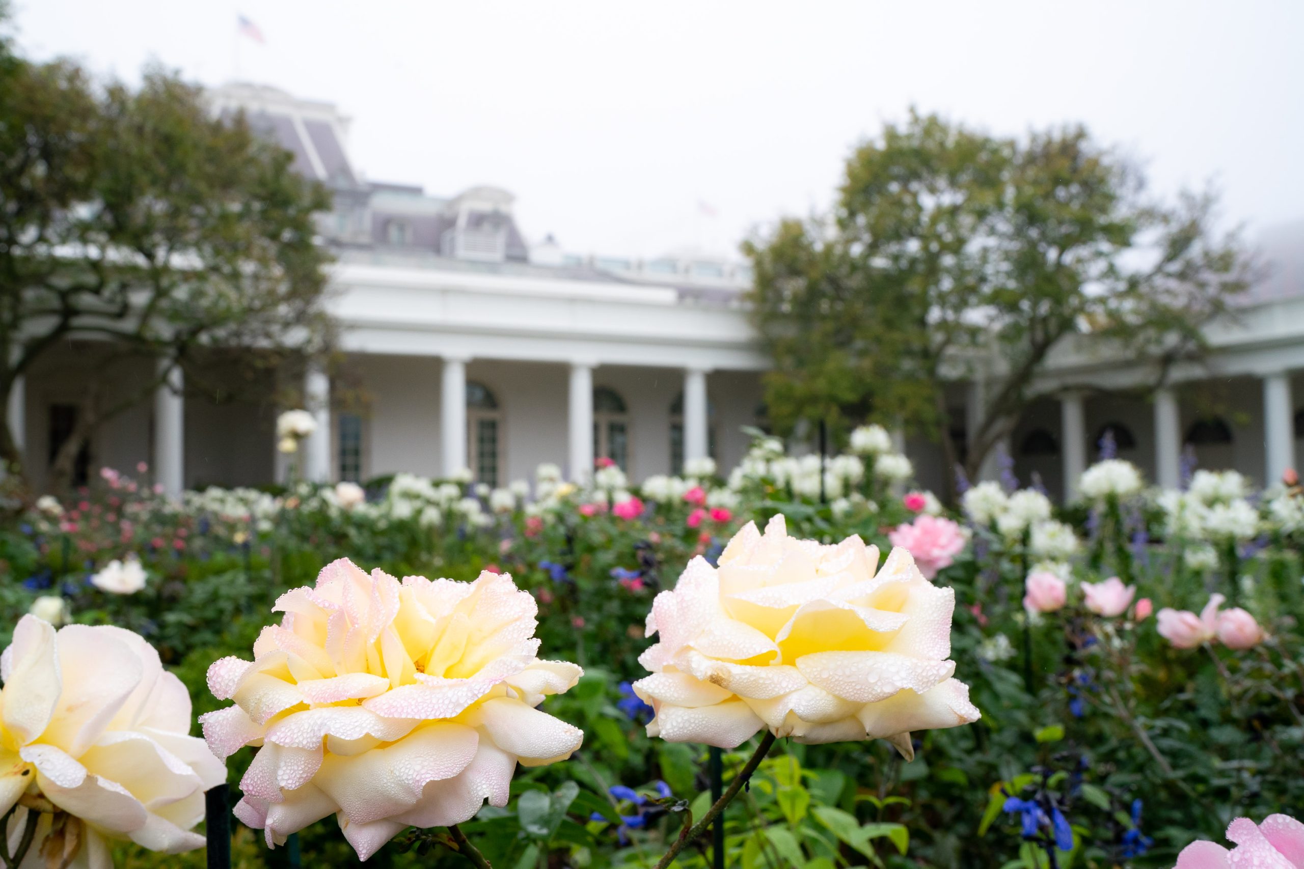White House Flowers