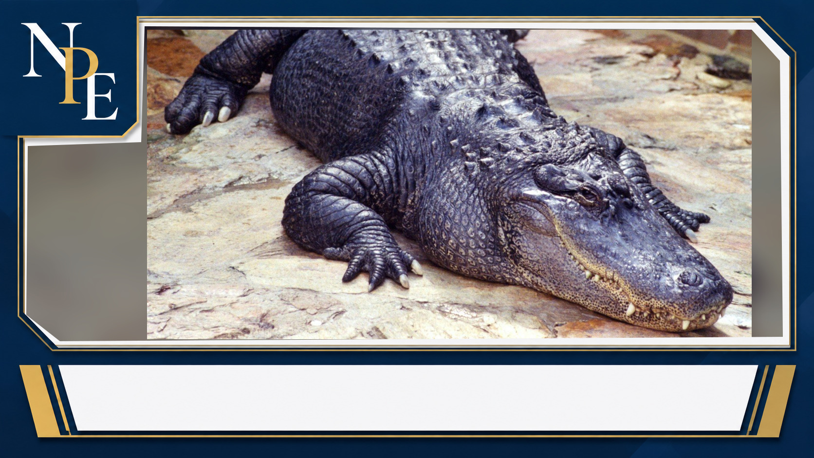 Chance Allison Describes Effort to Save Brittany Clark in Fatal Orlando-Area Alligator Attack featured editorial graphic