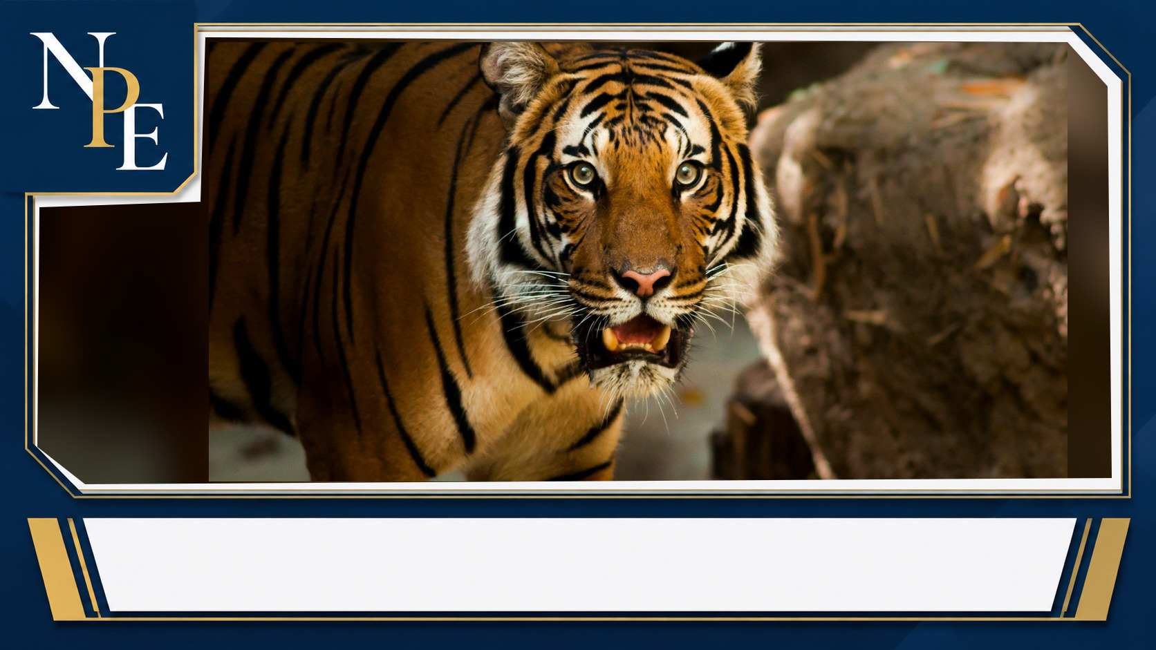 Tiger kills Oklahoma handler during big cat show, wife and child watching featured editorial graphic