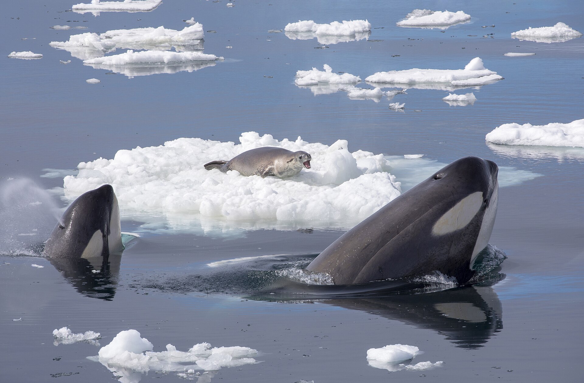 Killer Whales Hunting a Seal