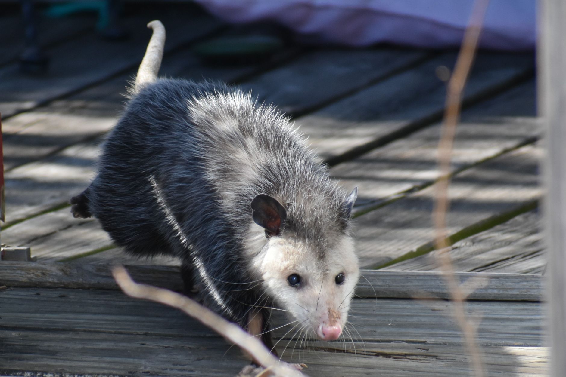 A detailed close up of a Virginia opossum walking on wooden decking outdoors.