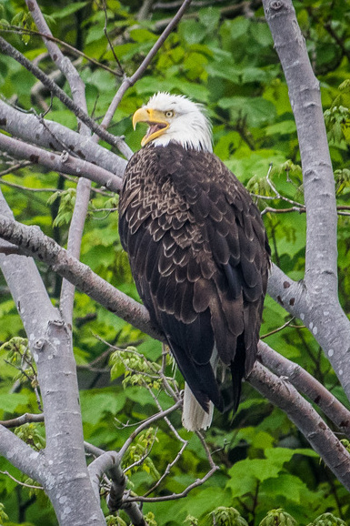 Acadia National Park, bald eagle