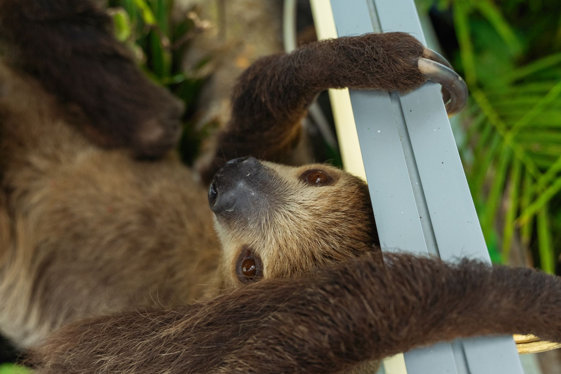 Adorable sloth hanging closely on a metal rail with lush greenery in the background.