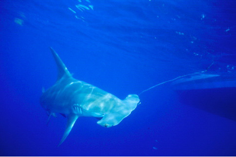 Great Hammerhead Shark*